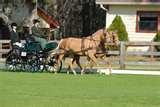 Images of Second Hand Rocking Horses For Sale