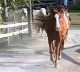 Rocking Horse Ranch Reviews Pictures
