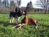 Rocking Horse Ranch Reviews