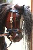 Photos of Rocking Horses Australia