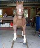 Rocking Horses Australia Pictures