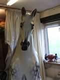 Antique Rocking Horses For Sale Photos