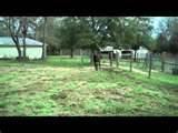 Images of Rocking Horse Sale