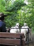 Rocking Horse Ranch Resort Pictures