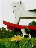 The Big Rocking Horse