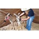 Rocking Horse Ranch Resort
