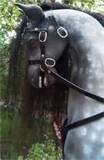 Rocking Horse Head Images Rocking Horse Head Images