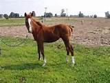 Rocking Horses For Babies Photos