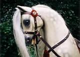 Old Rocking Horses Photos