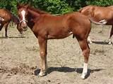 Rocking Horses For Babies Pictures
